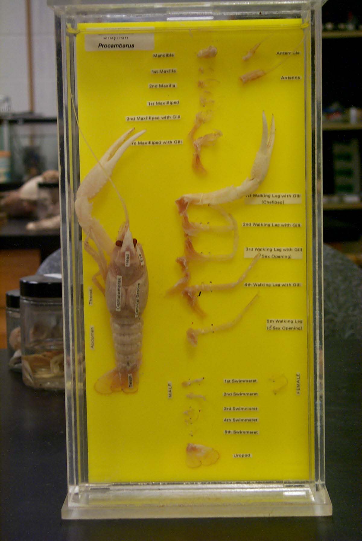 Index of /bsc2011l/graphics/Kingdom_Animalia/5_Eucoelomates/2_Phylum
